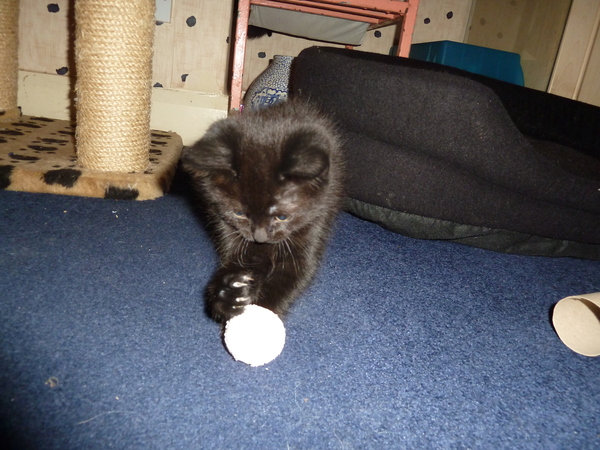 Next foster on his way