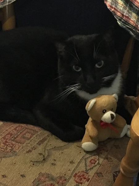 Boy cat doesn't seem to hunt or bring me his spoils... :-(