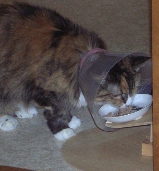 My kittens have been neutered today, Q about collar?