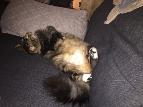 Poorly cat