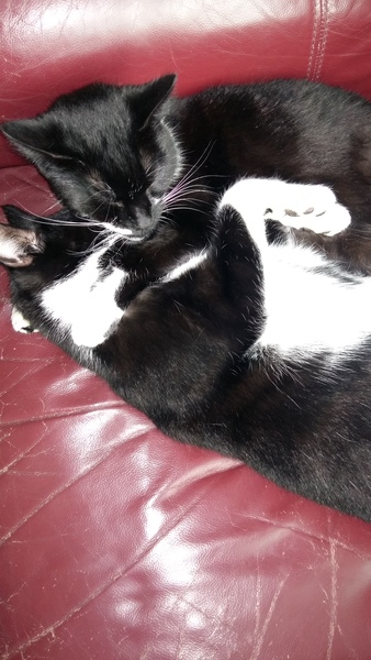 Does your cat sleep like this?