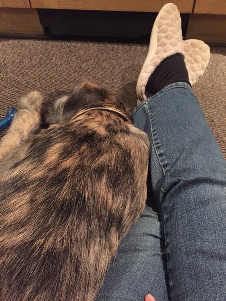 Need to get rid of dog !