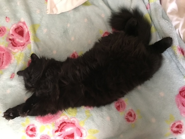 Rescue cat pic thread