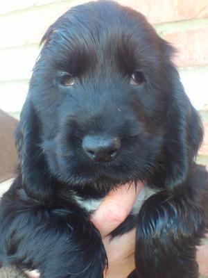 Cocker owners/ Vets - eye advice needed