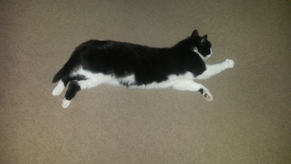 Does your cat sleep like this?
