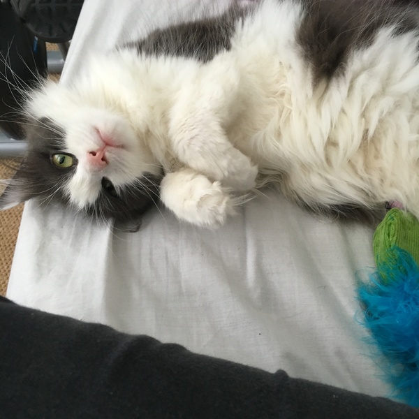 Finally ready for a new kitten/cat after losing our old girl last year :) Excited! .