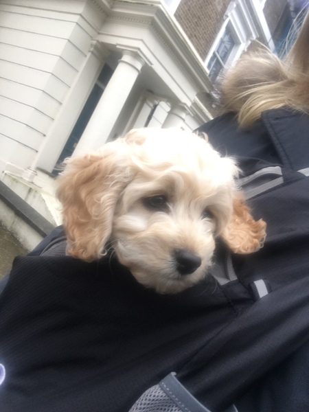 Does anyone fancy a 'puppy survival' thread?