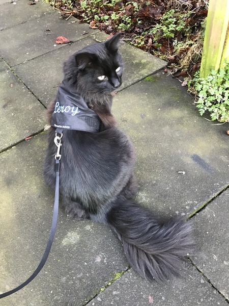 Does anyone's cat wear a jacket?