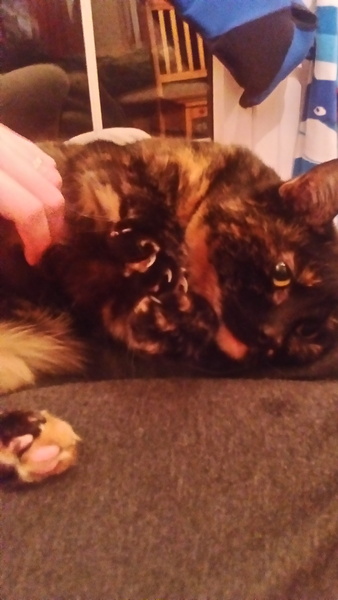 Rescue cat pic thread