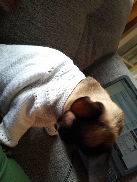 Does anyone's cat wear a jacket?