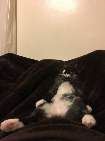 Does your cat sleep like this?