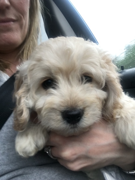 Does anyone fancy a 'puppy survival' thread?