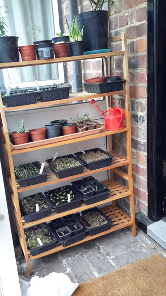 Help and advice on growing on plug plants please