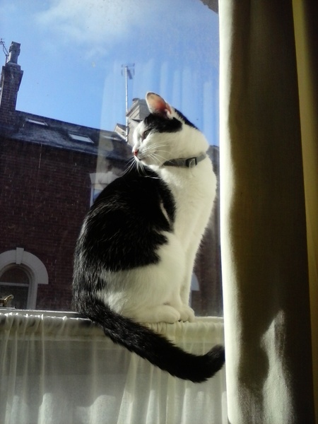 How long to give feliway to work?