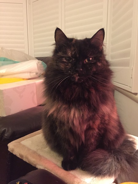 Rescue cat pic thread
