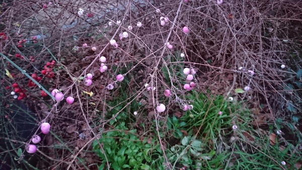 Can anyone identify this plant for me please?