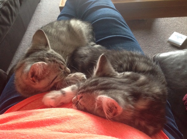 New kitty - what prep do I need to do?