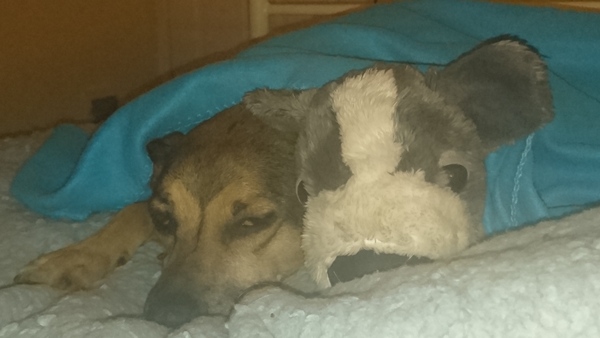 ..to let our puppy slep on the bed tonight?