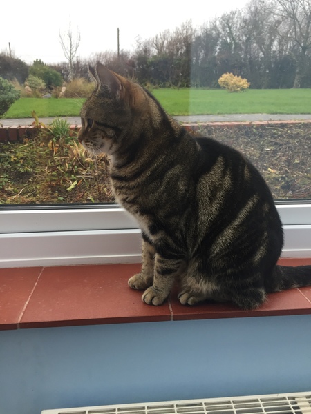 Rescue cat pic thread