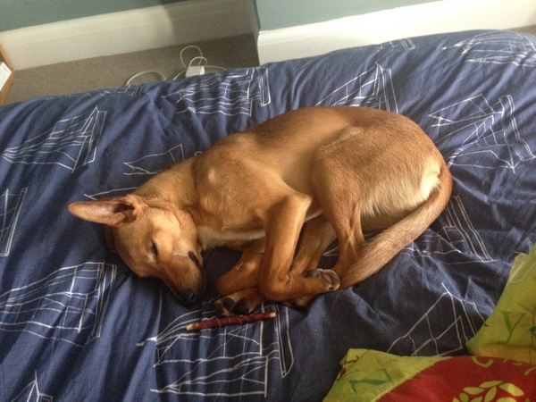 ..to let our puppy slep on the bed tonight?