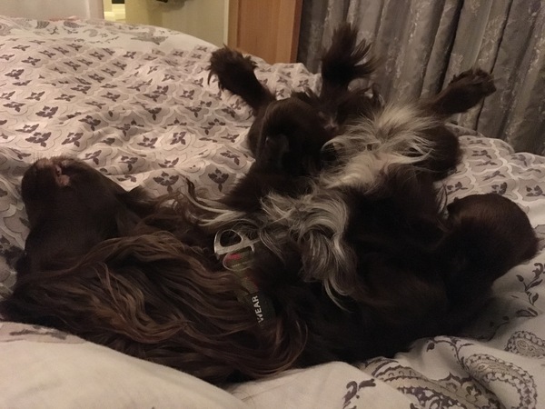 Lost our beloved girl today