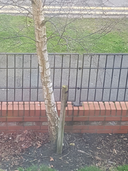 To want  to cut down this tree