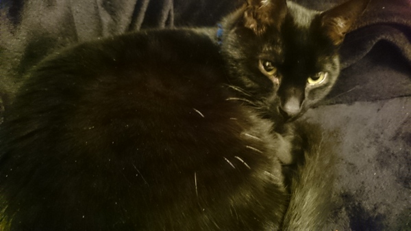 BigBoy is having lots of behavioural problems lately.