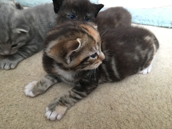 New kitty - what prep do I need to do?
