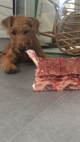 Does anyone fancy a 'puppy survival' thread?