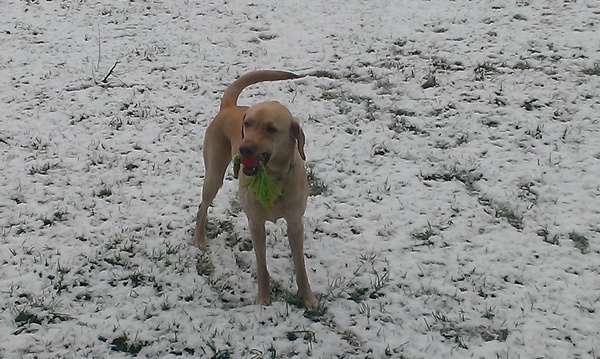 Can we cope with a lab?