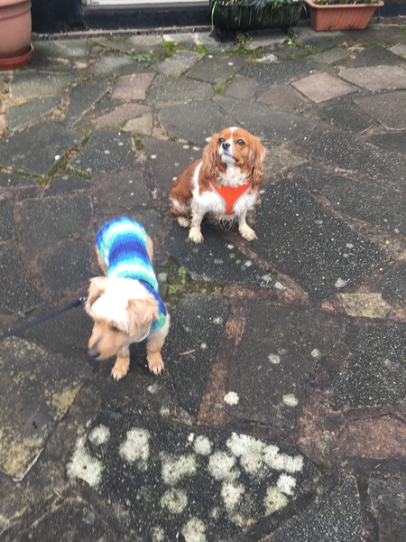 We're hopefully getting a 3yo rescue. Any tips, resources?