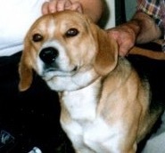 Bassett Hounds and Beagles, pros and cons please