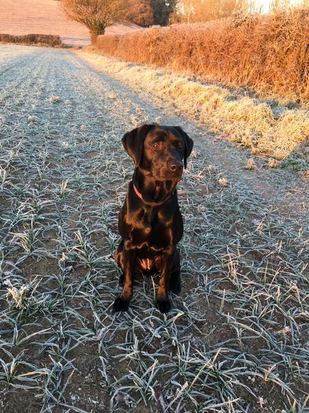 Can we cope with a lab?