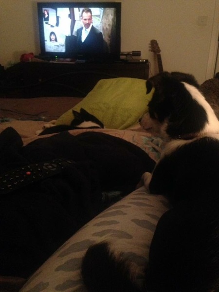..to let our puppy slep on the bed tonight?
