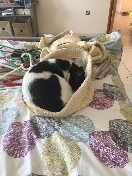 Does your cat sleep like this?