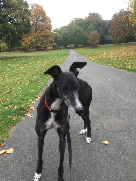 New baby, rescue greyhound. Any tips?
