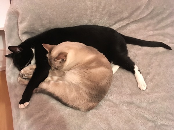 Does your cat sleep like this?
