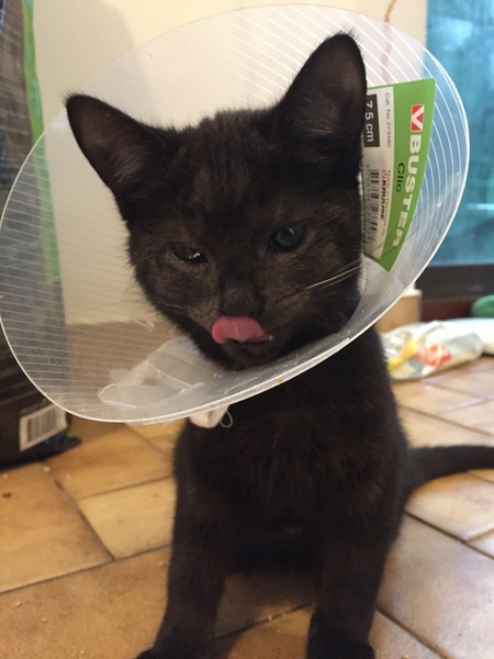 My kittens have been neutered today, Q about collar?