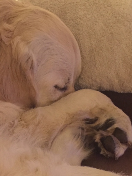 Ive had a golden retriever puppy 4 days....and changed my mind