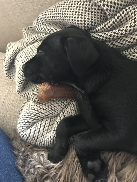 Does anyone fancy a 'puppy survival' thread?