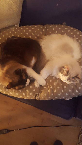 Rescue cat pic thread