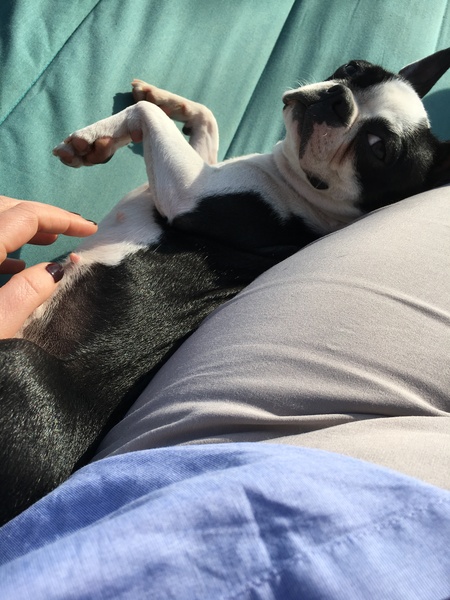 Pet pics