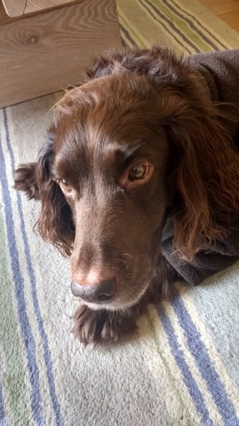 Lost our beloved girl today