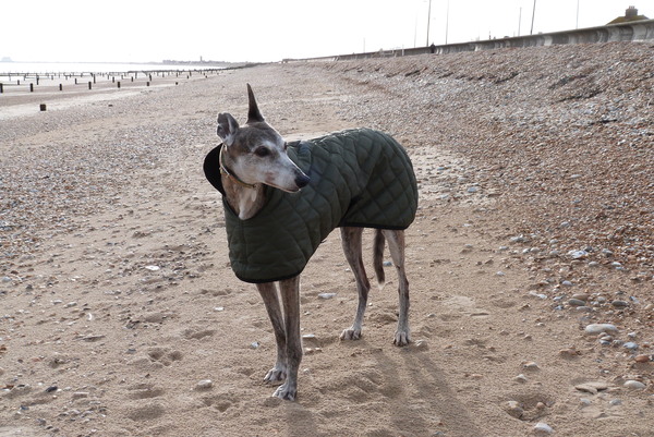Thinking of getting a greyhound- any advice out there?