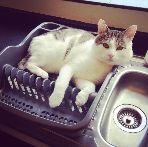Rescue cat pic thread