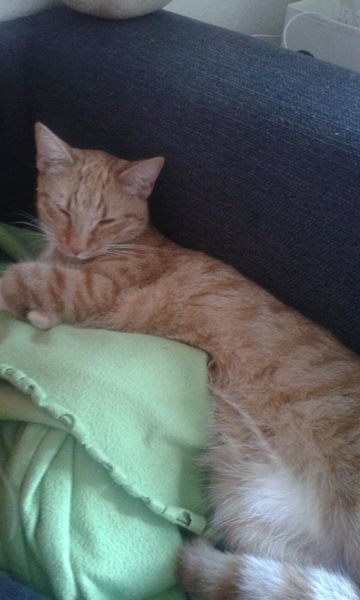 Is there a to stop the cats scratching stuff?
