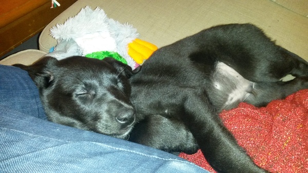 Does anyone fancy a 'puppy survival' thread?