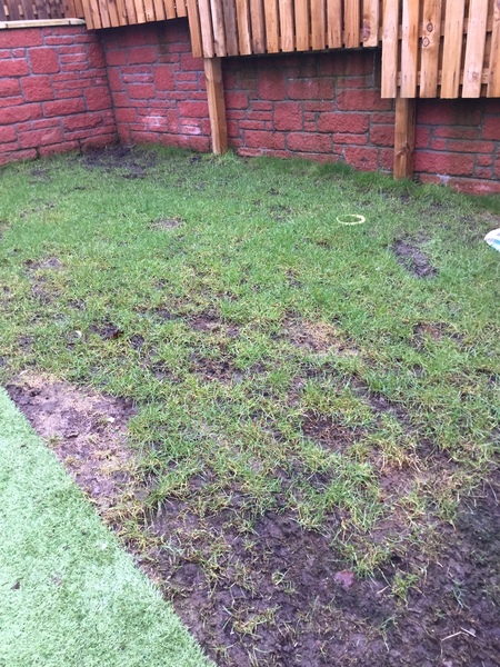 Please help with my garden (pics)