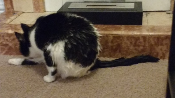 FML - PuffinCat has just fallen into the bath...
