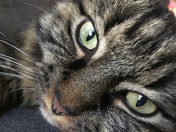 Crepes, Cats and Calamari